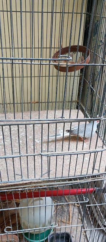 Diamond Dove Breeder Bird 1