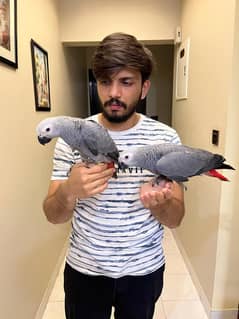 Congo size African grey parrot self feed chicks available