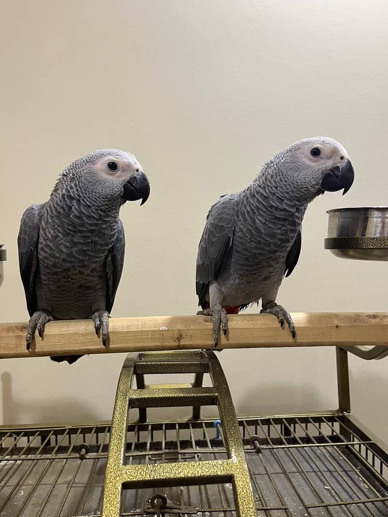 Congo size African grey parrot self feed chicks available 1