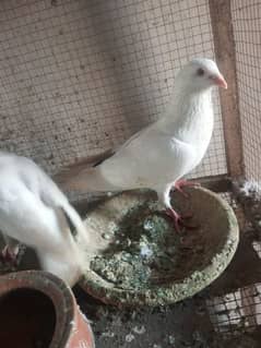 Foster and fancy pigeons for sale @ 1500/pc