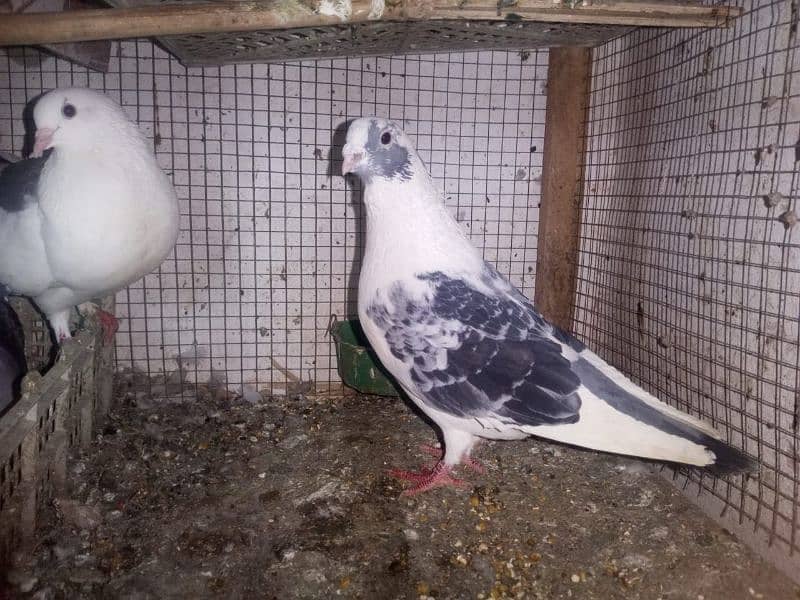 Foster and fancy pigeons for sale @ 1500/pc 1