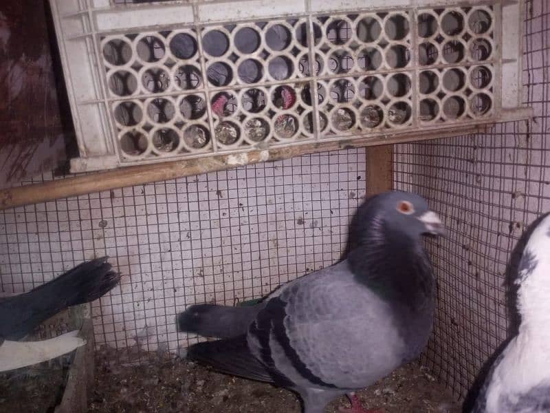 Foster and fancy pigeons for sale @ 1500/pc 2