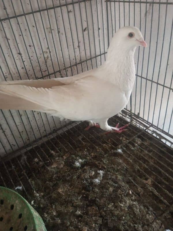 Foster and fancy pigeons for sale @ 1500/pc 3