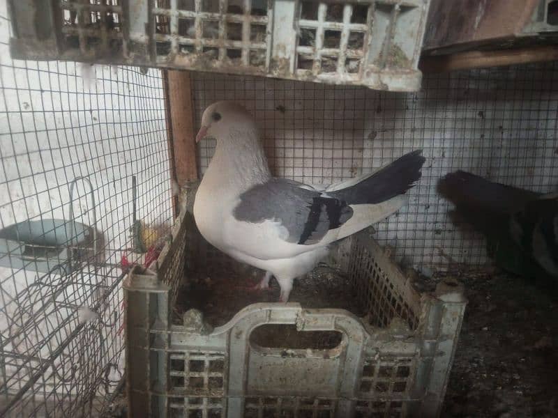 Foster and fancy pigeons for sale @ 1500/pc 4