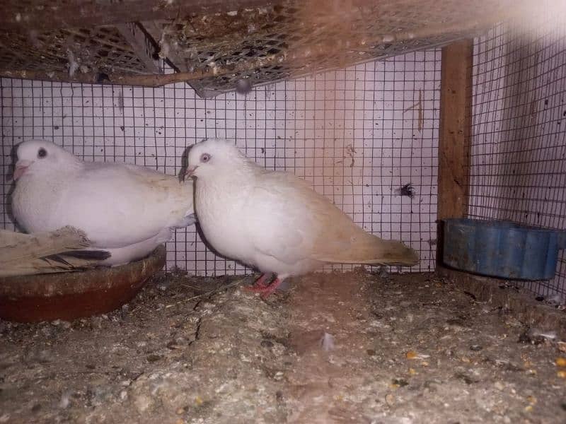 Foster and fancy pigeons for sale @ 1500/pc 5