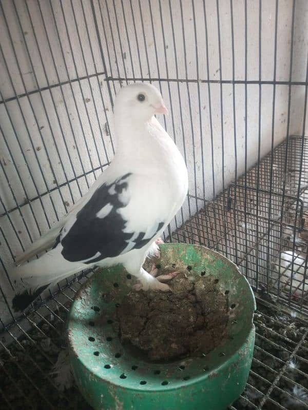 Foster and fancy pigeons for sale @ 1500/pc 6