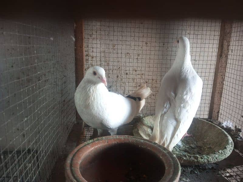 Foster and fancy pigeons for sale @ 1500/pc 7