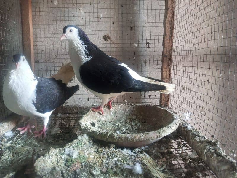 Foster and fancy pigeons for sale @ 1500/pc 8