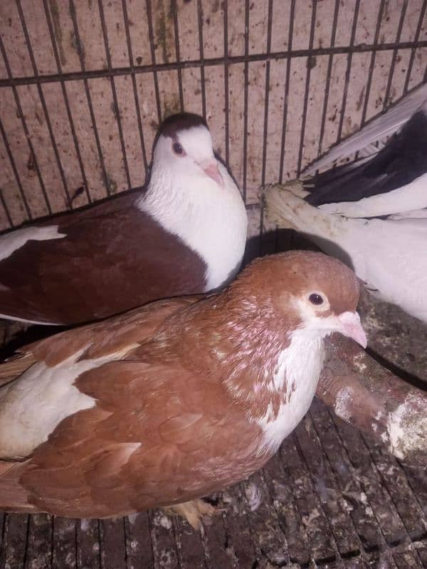 Foster and fancy pigeons for sale @ 1500/pc 9