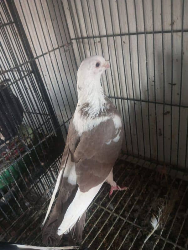 Foster and fancy pigeons for sale @ 1500/pc 10