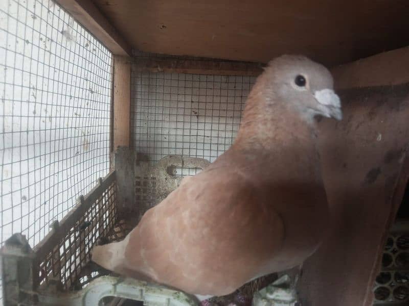 Foster and fancy pigeons for sale @ 1500/pc 11