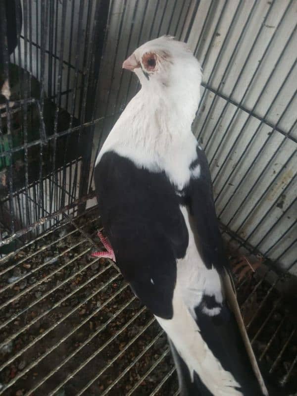 Foster and fancy pigeons for sale @ 1500/pc 12