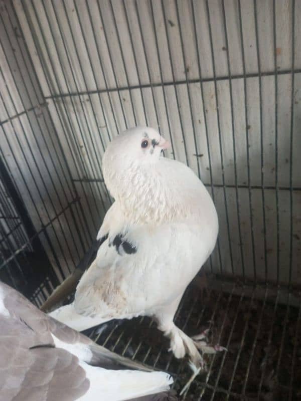 Foster and fancy pigeons for sale @ 1500/pc 13