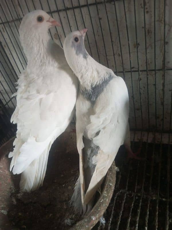 Foster and fancy pigeons for sale @ 1500/pc 14