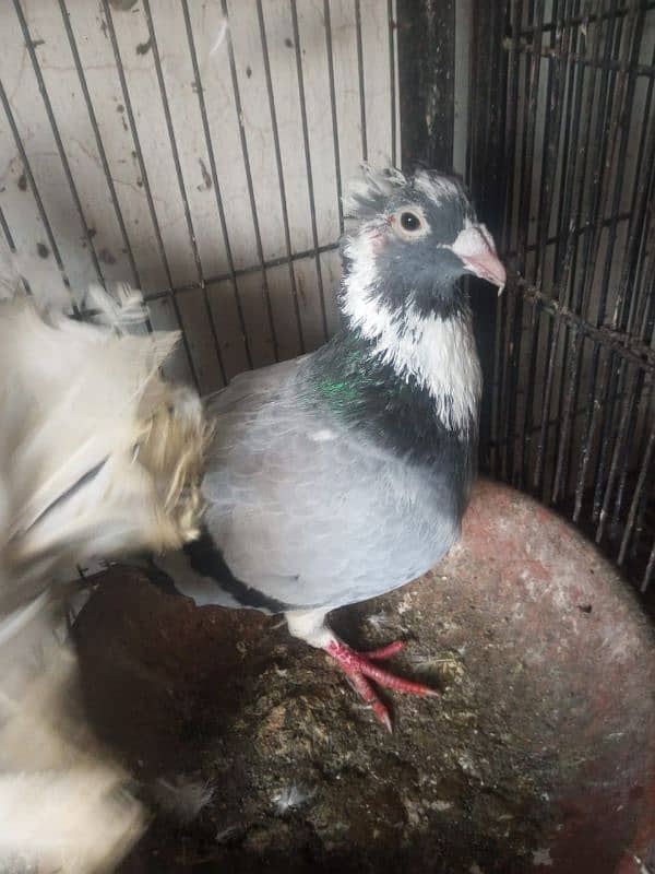 Foster and fancy pigeons for sale @ 1500/pc 15