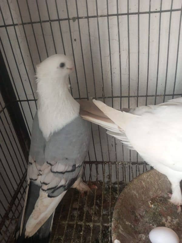 Foster and fancy pigeons for sale @ 1500/pc 16