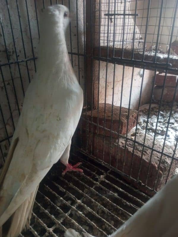 Foster and fancy pigeons for sale @ 1500/pc 17