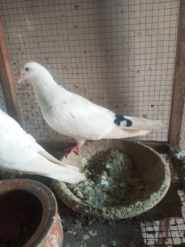 Foster and fancy pigeons for sale @ 1500/pc 18