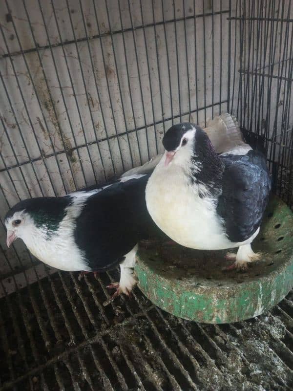 Foster and fancy pigeons for sale @ 1500/pc 19