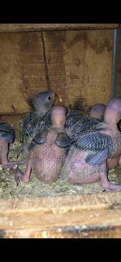 green ringneck chicks