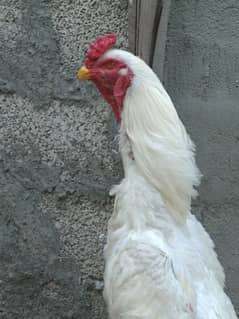 white shamo top quality chicks