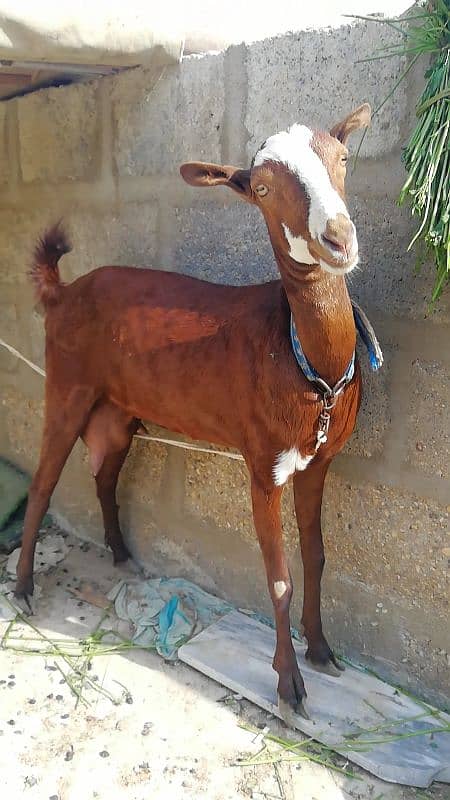 barbari cross teddi 0