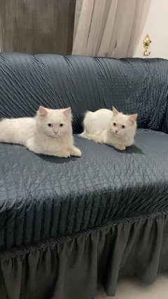 pair of persian cats