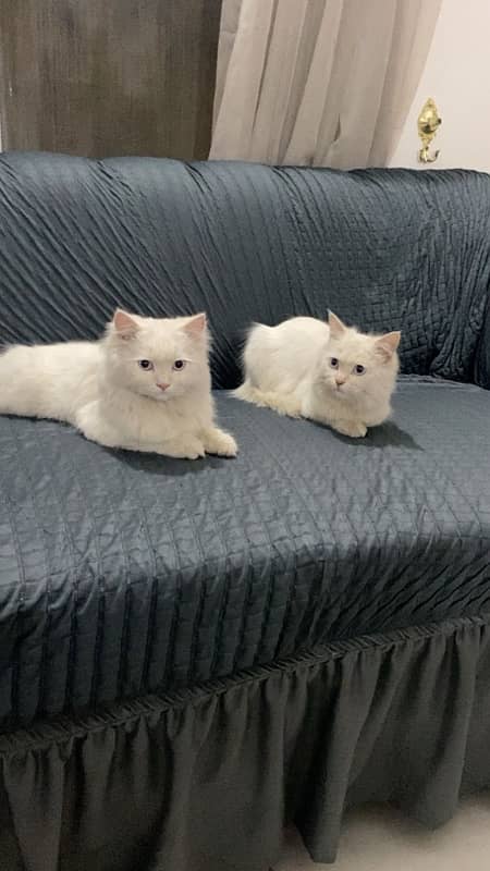 pair of persian cats 0