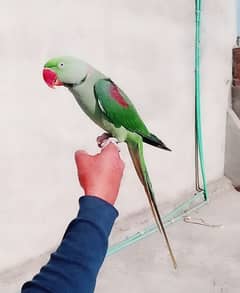 Raw parrot talkative handtamed male cargo possible 03161510578