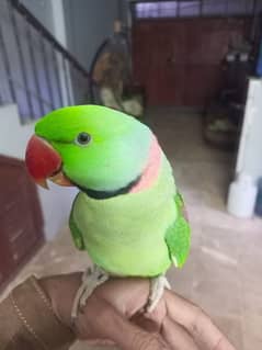 Raw pahari green parrot