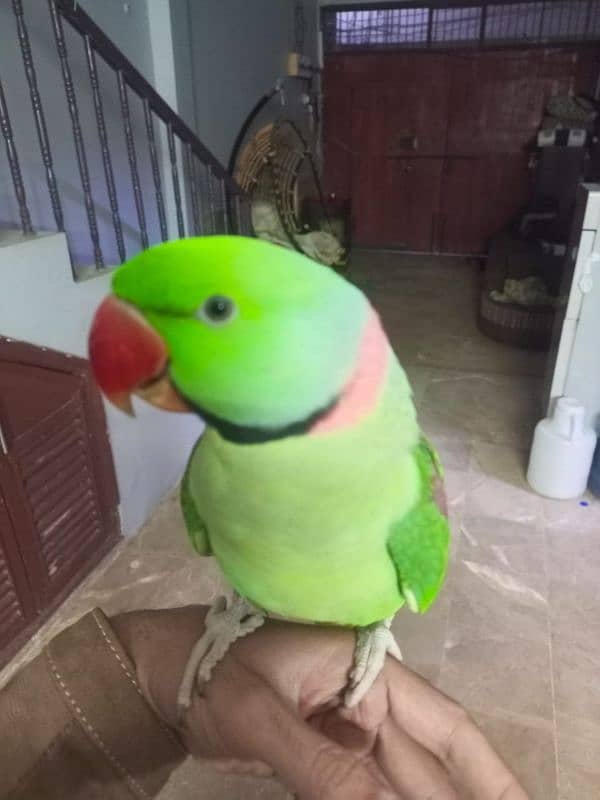 Raw pahari green parrot 2