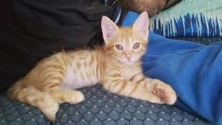 Mixed Breed Ginger Tabby Kitten for Adoption