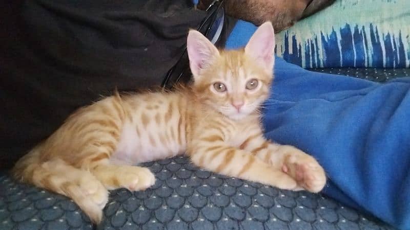 Mixed Breed Ginger Tabby Kitten for Adoption 0