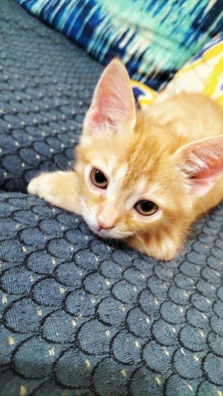 Mixed Breed Ginger Tabby Kitten for Adoption 1