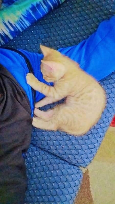 Mixed Breed Ginger Tabby Kitten for Adoption 3