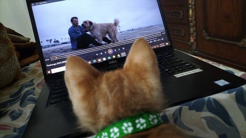 Mixed Breed Ginger Tabby Kitten for Adoption 6