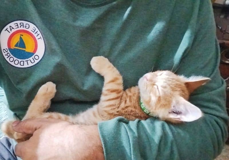 Mixed Breed Ginger Tabby Kitten for Adoption 7