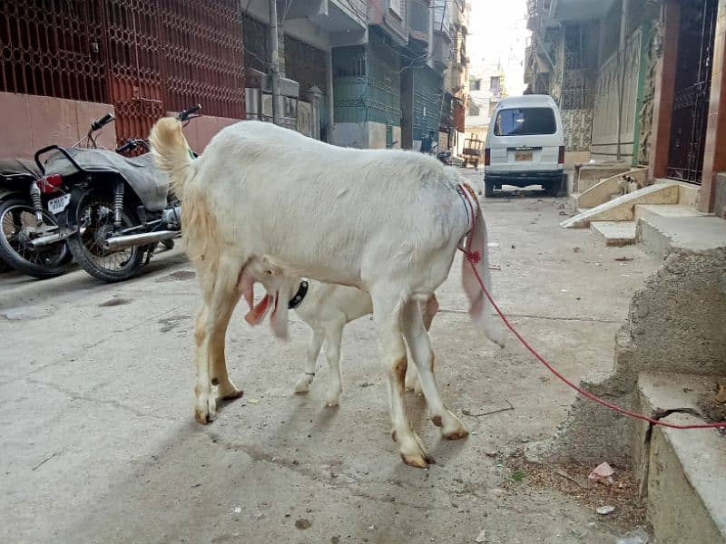 peor gulabi bakri with kids 1