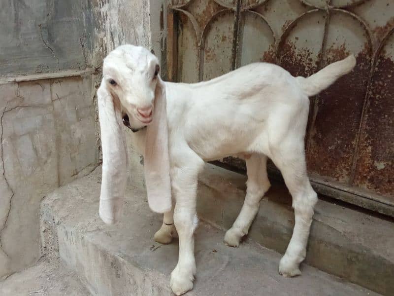 peor gulabi bakri with kids 4