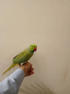 green talking parrot