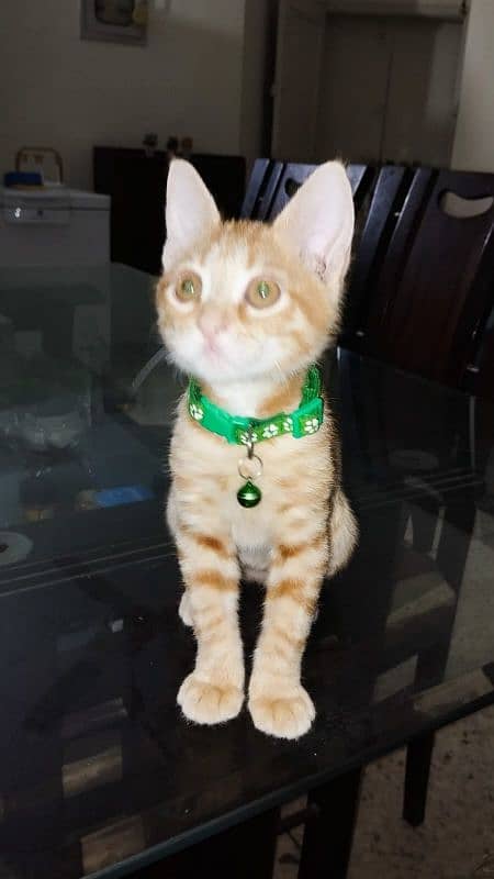 Mixed Breed Ginger Tabby Kitten for Adoption 2