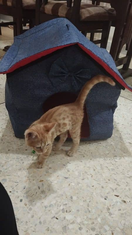 Mixed Breed Ginger Tabby Kitten for Adoption 9