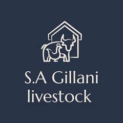 S. A Gillani livestock club makkhi chini best  breed available