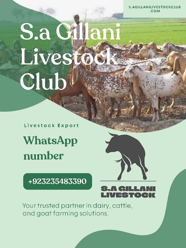 S. A Gillani livestock club makkhi chini best  breed available 1