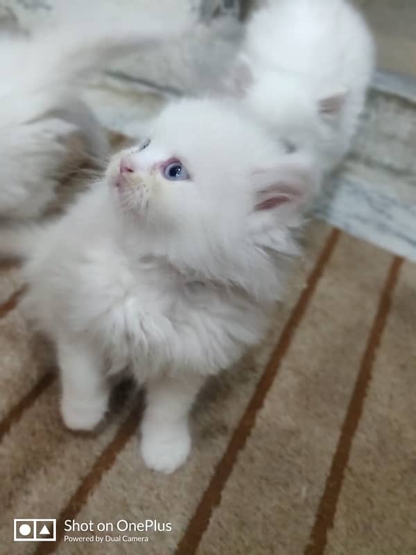 persian kitten 3