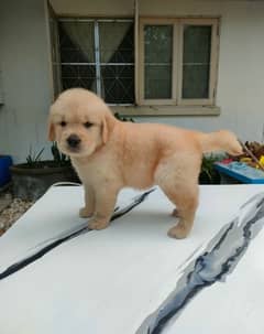 Golden retriever puppy for sale