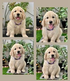 Golden retriever puppy for sale