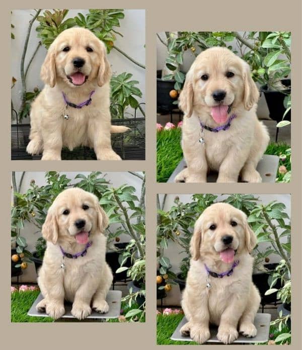 Golden retriever puppy for sale 0