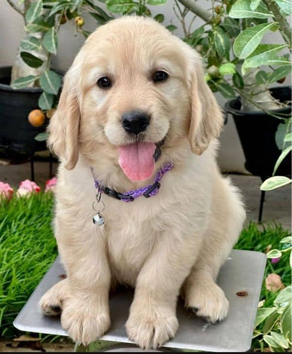 Golden retriever puppy for sale 2