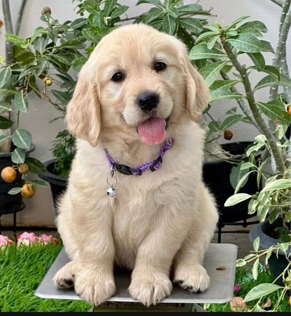 Golden retriever puppy for sale 3